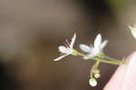 Michaux's saxifrage